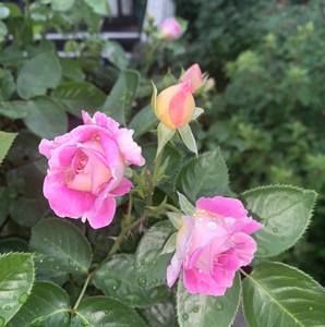 Meet your Posher, Kristina